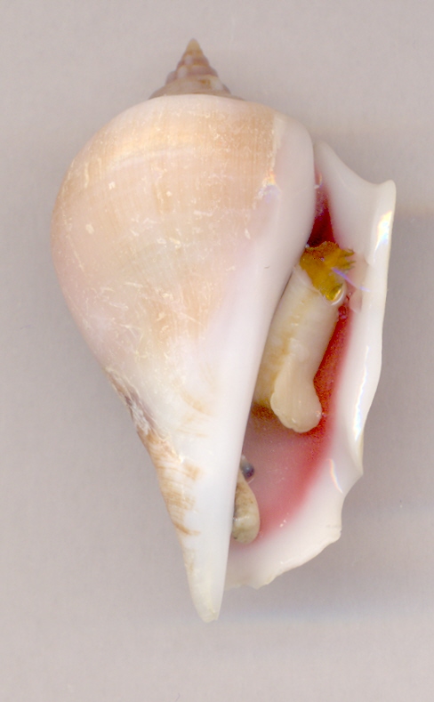 un  strombidae lessepsiano